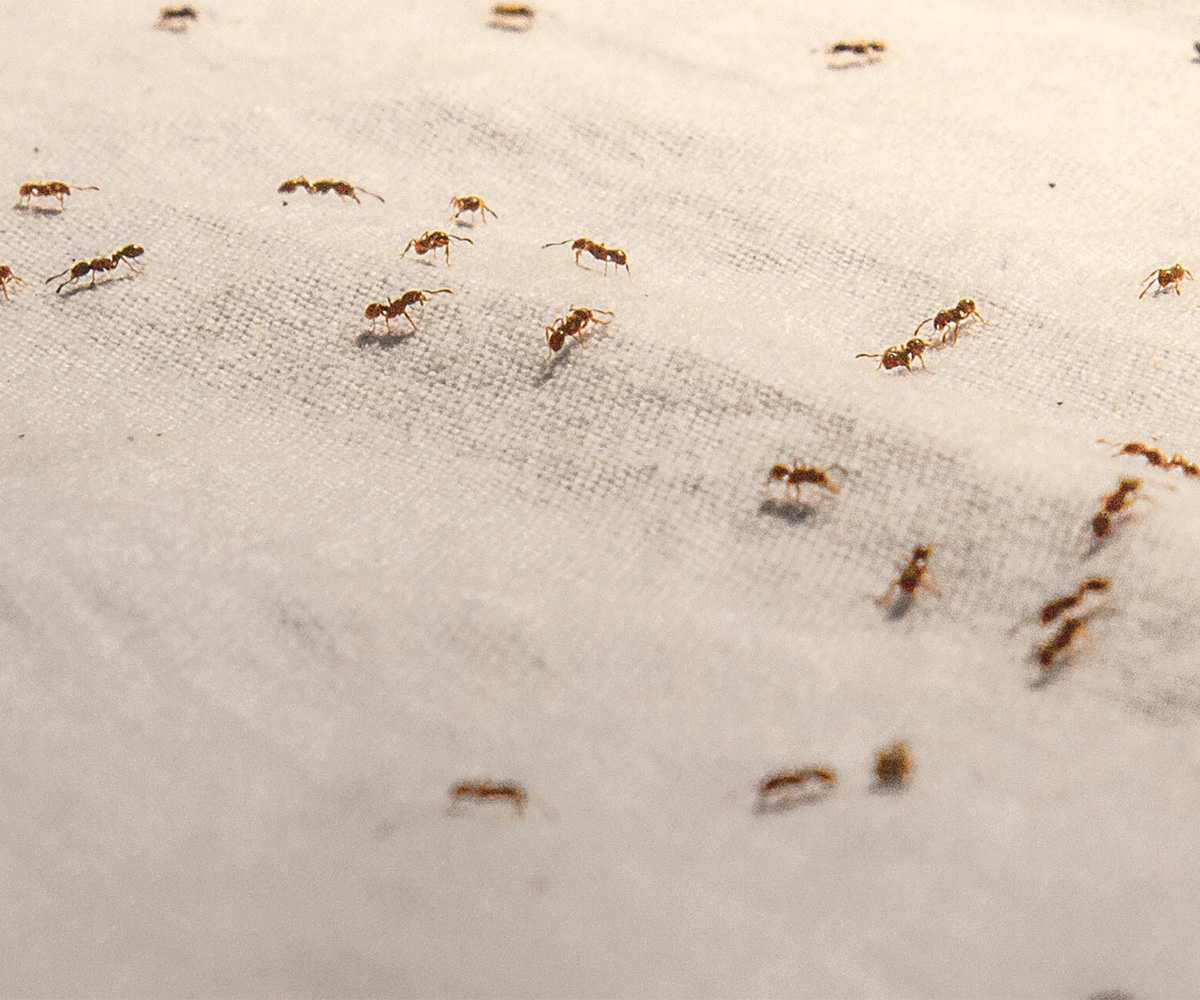 The Insect Pain Index: Are your exterminators at risk?  