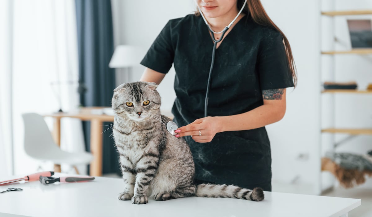 10 Best Phone Systems for Veterinarians in 2023