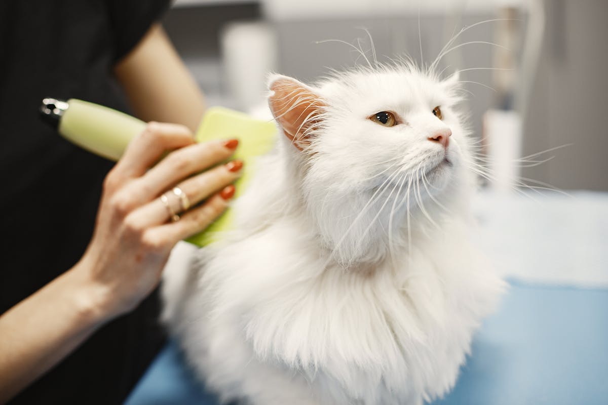 Top 10 Pet Care Marketing Trends for 2024